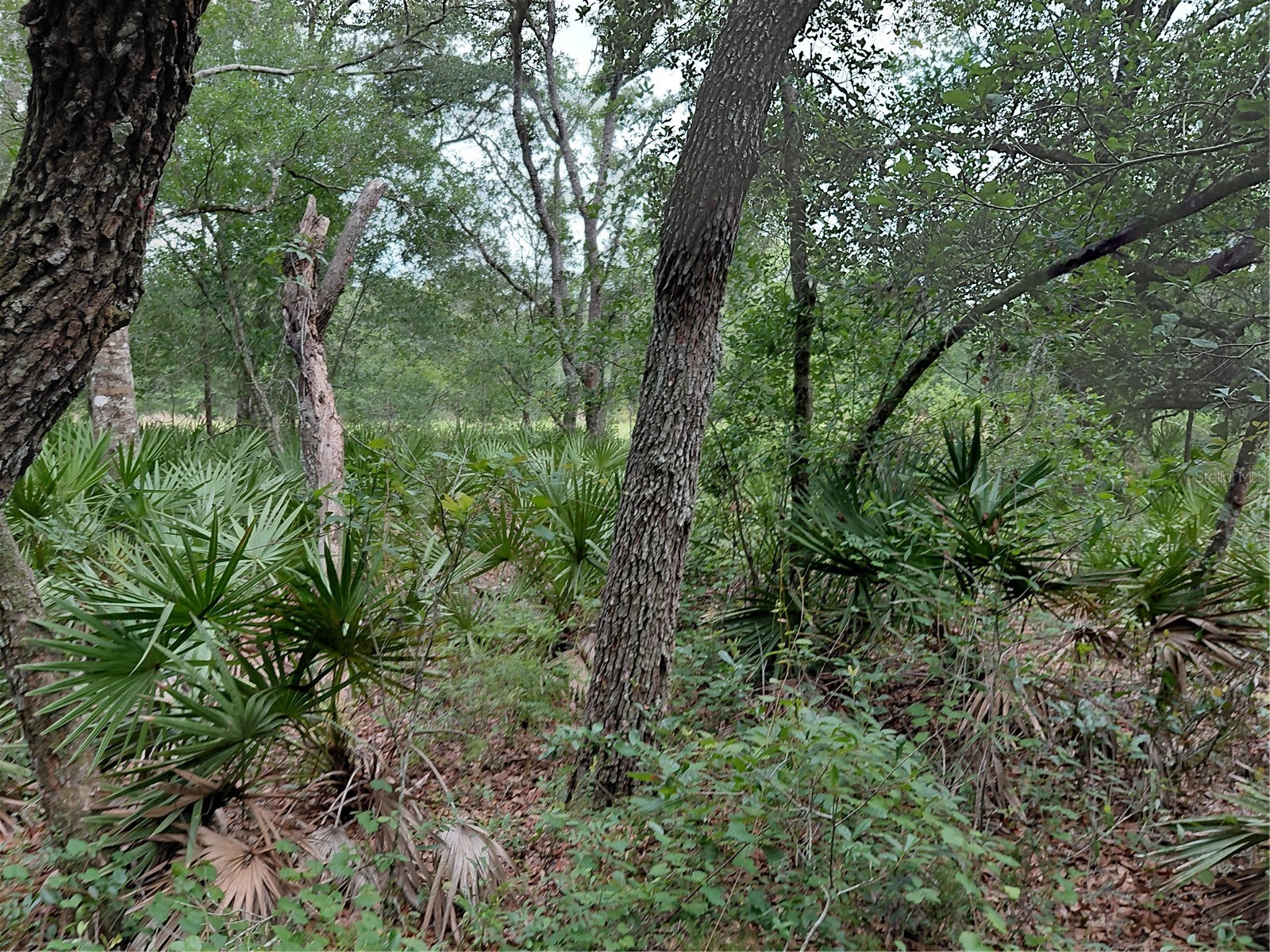 Peanut Drive Webster FL 33597 G5113228 image14