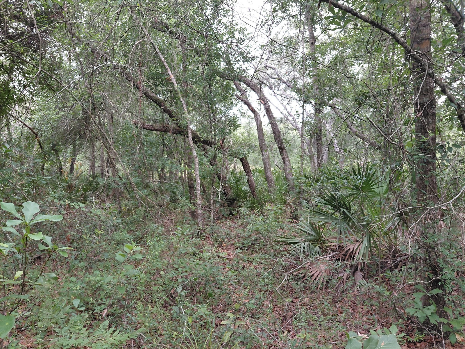 Peanut Drive Webster FL 33597 G5113228 image15