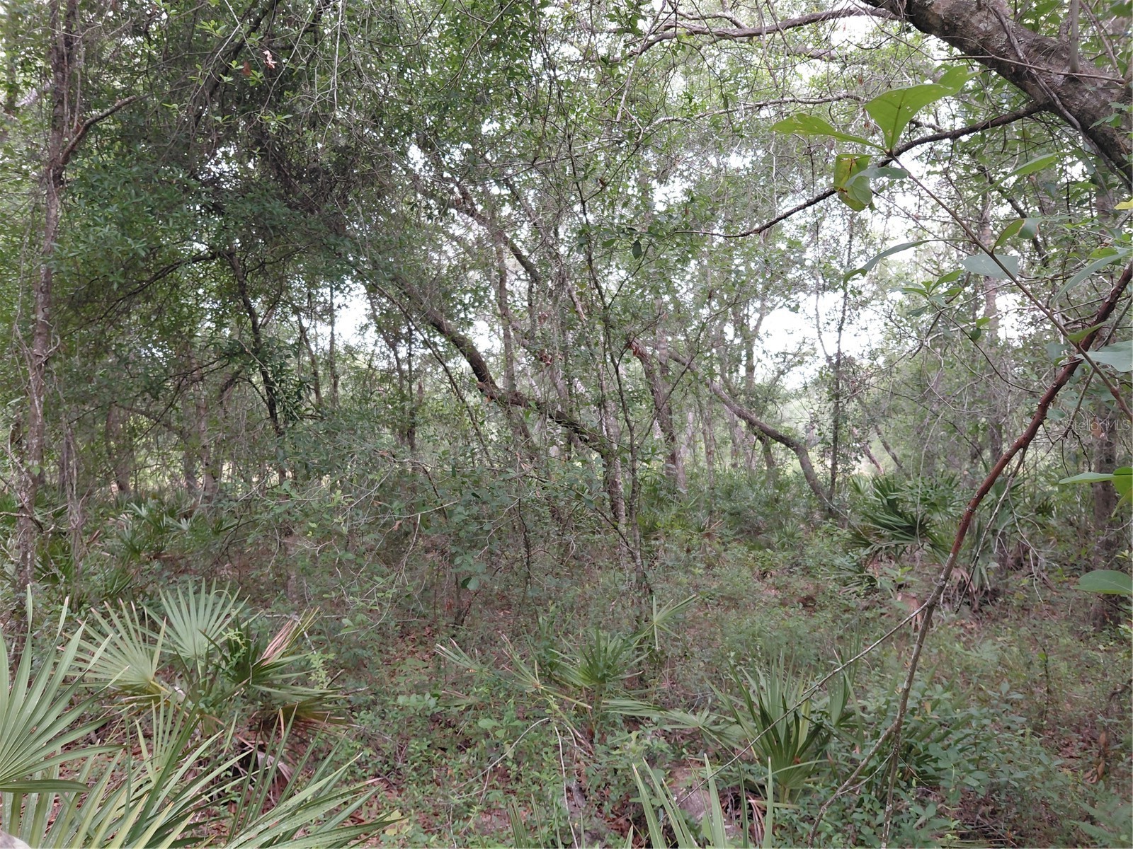 Peanut Drive Webster FL 33597 G5113228 image16