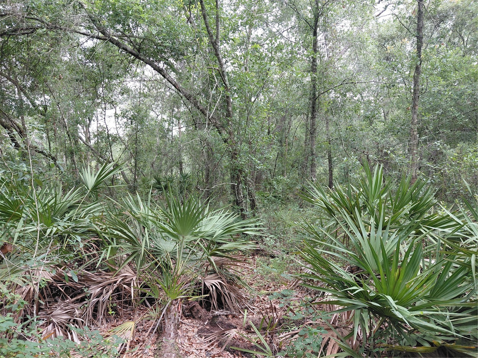 Peanut Drive Webster FL 33597 G5113228 image17