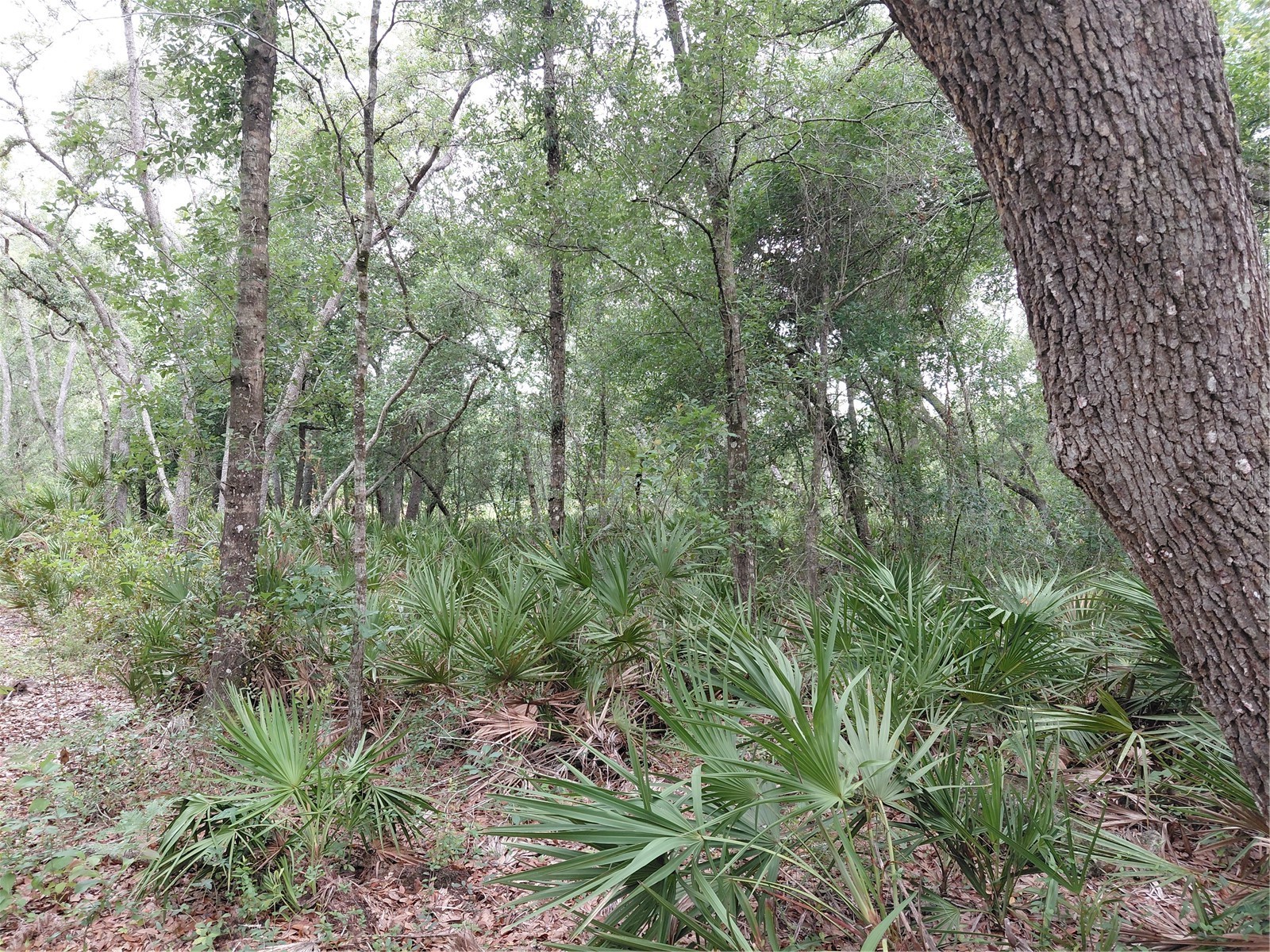 Peanut Drive Webster FL 33597 G5113228 image18