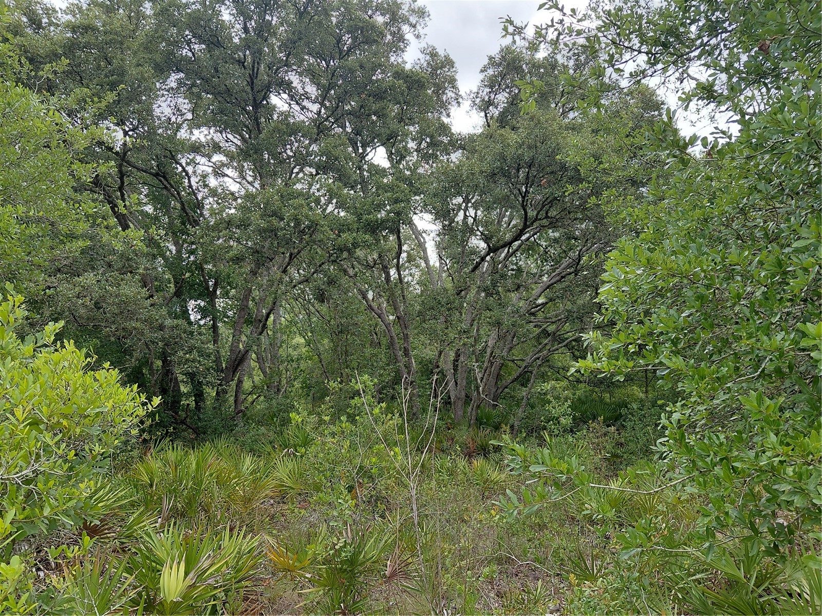 Peanut Drive Webster FL 33597 G5113228 image6