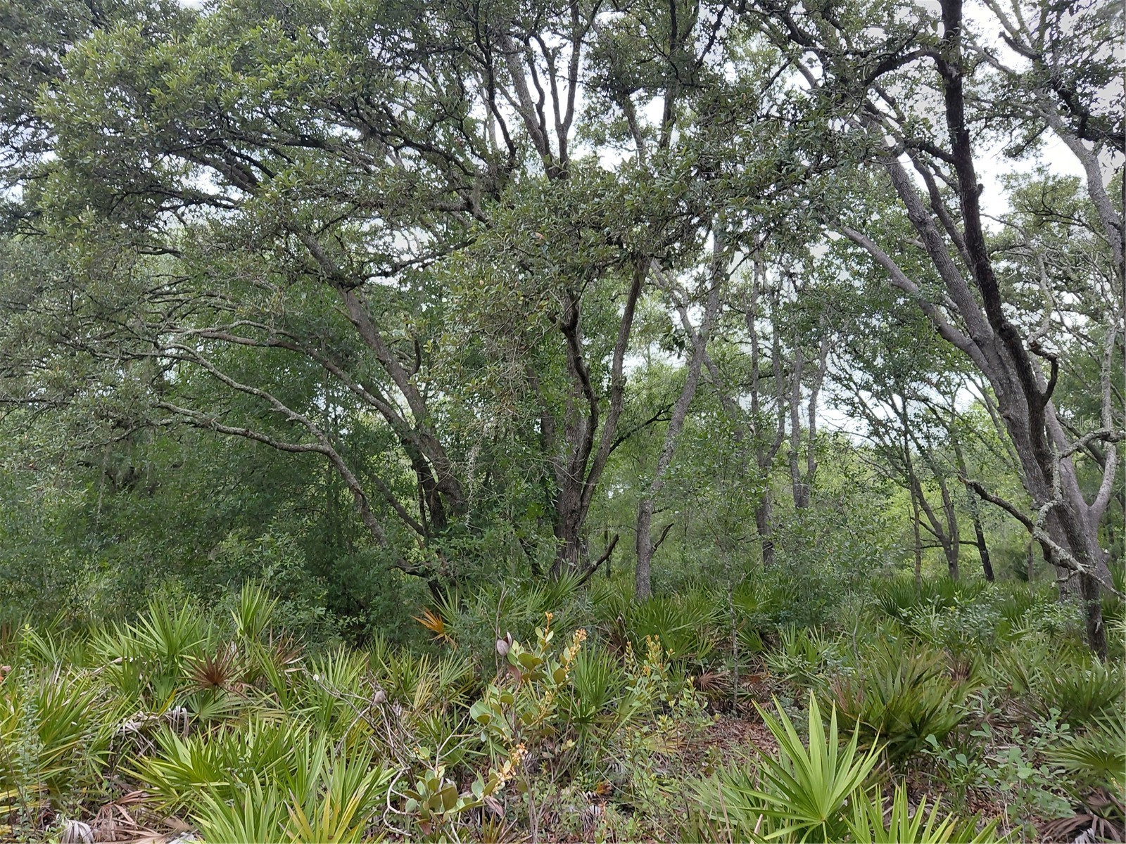 Peanut Drive Webster FL 33597 G5113228 image7