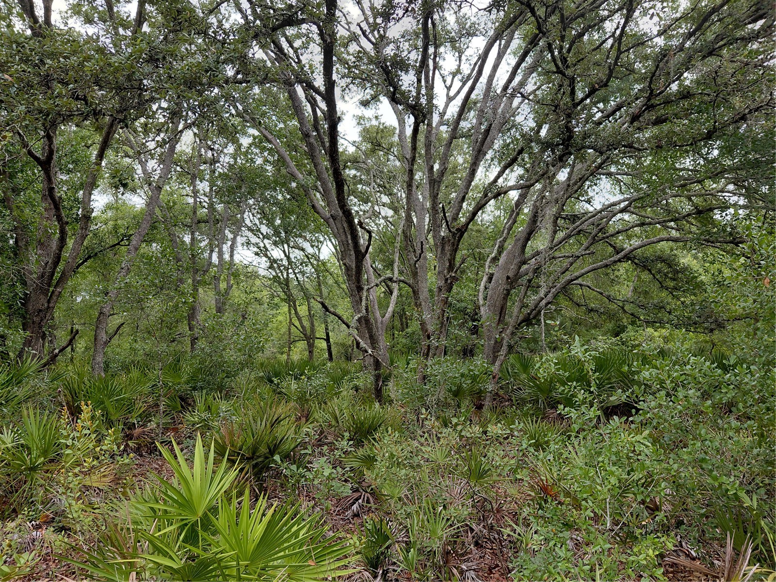 Peanut Drive Webster FL 33597 G5113228 image8