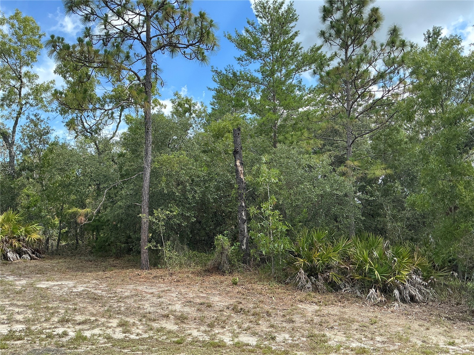 Persimmon Avenue Weeki Wachee FL 34614 OM727853 image1
