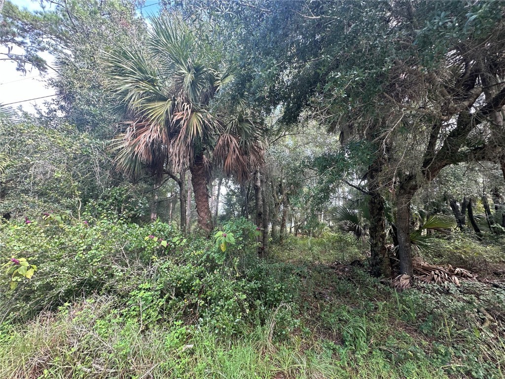Pervis Lane Osteen FL 32764 O6248062 image1