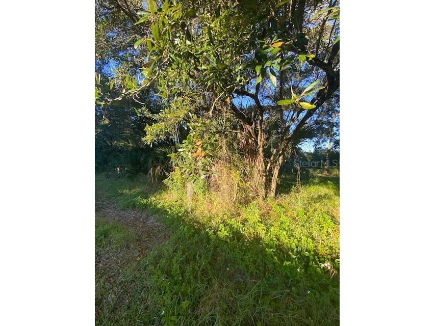 Phoenix Avenue Oldsmar FL 34677 T3351135 image1