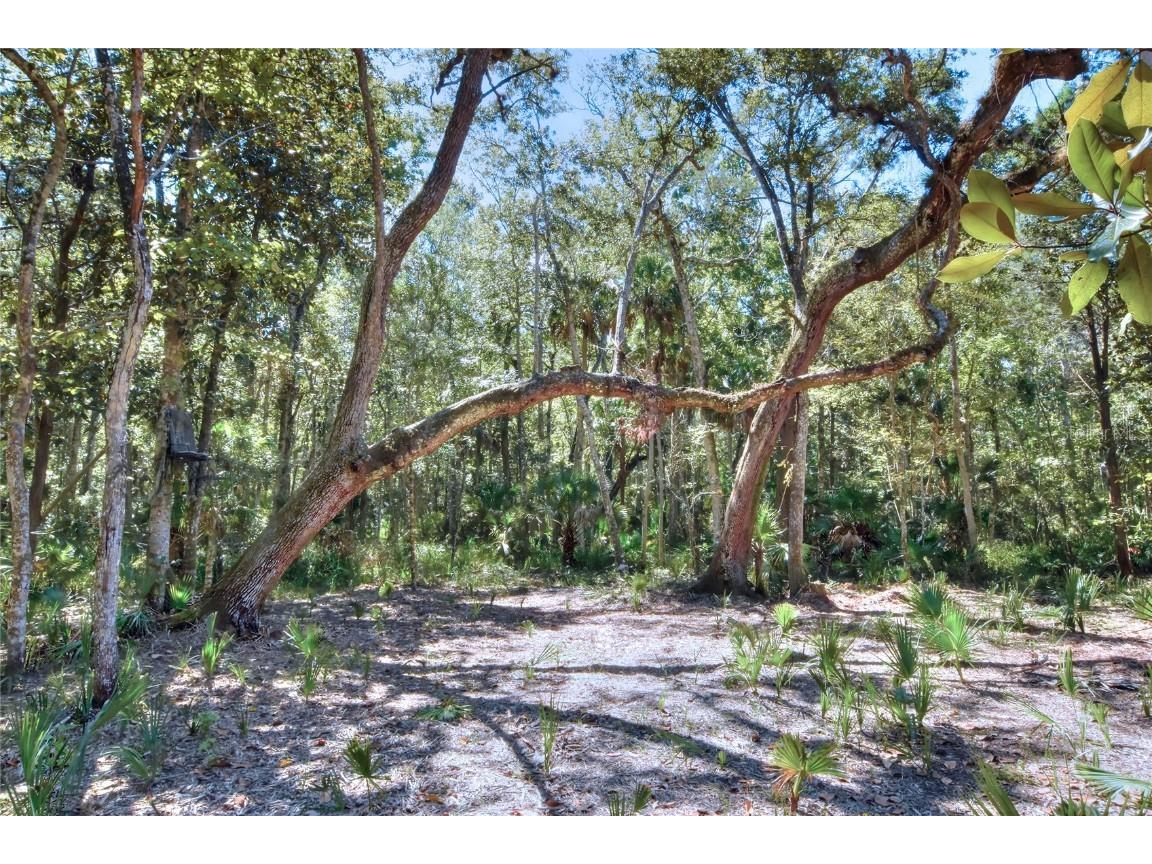 Pine Island Drive Weeki Wachee FL 34613 TB8438921 image15