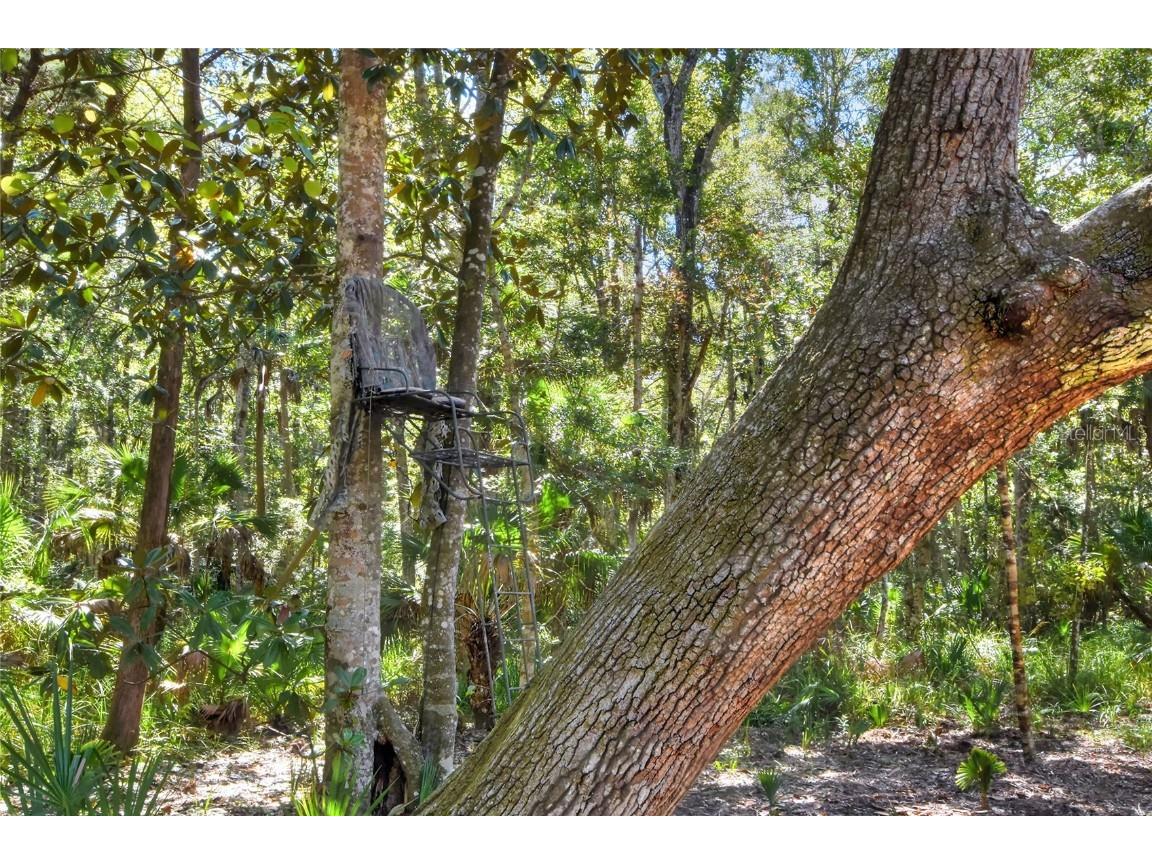 Pine Island Drive Weeki Wachee FL 34613 TB8438921 image18