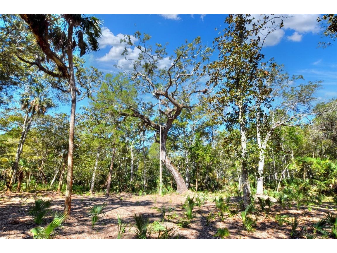 Pine Island Drive Weeki Wachee FL 34613 TB8438921 image22