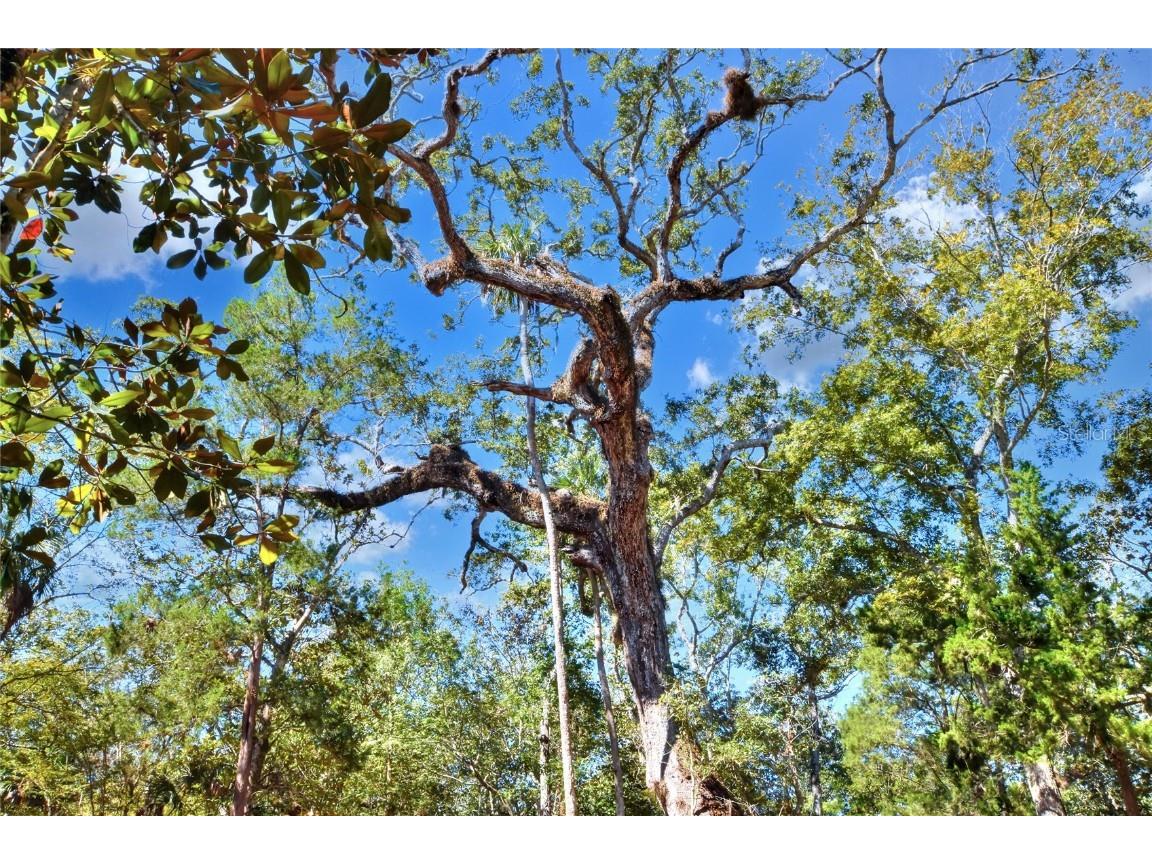 Pine Island Drive Weeki Wachee FL 34613 TB8438921 image23