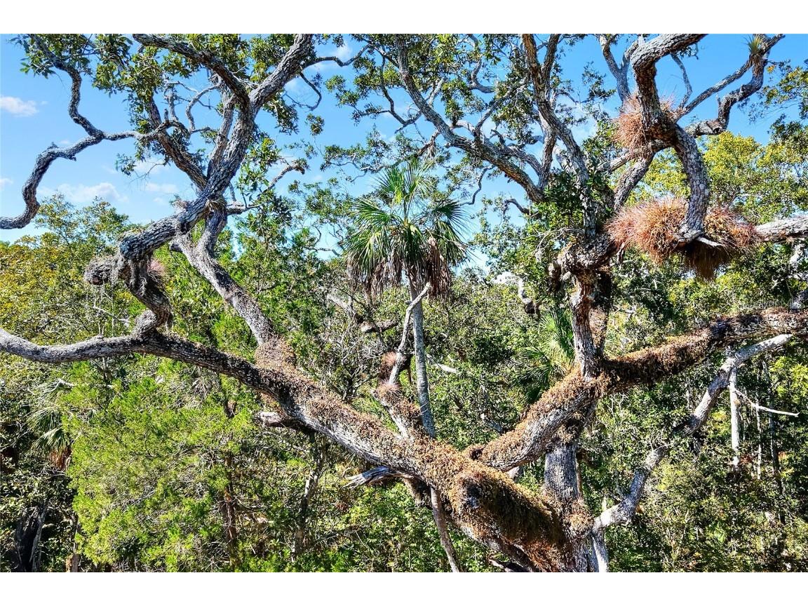 Pine Island Drive Weeki Wachee FL 34613 TB8438921 image24