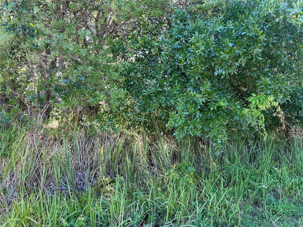 Pine Radial Ocala FL 34471 V4935664 image1