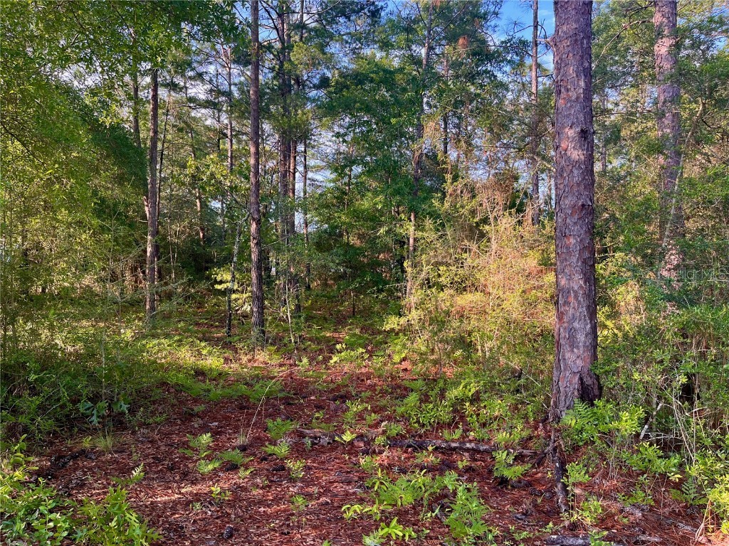 Pinetree Lane Defuniak Springs FL 32433 U8244892 image10