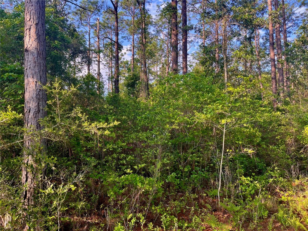 Pinetree Lane Defuniak Springs FL 32433 U8244892 image33