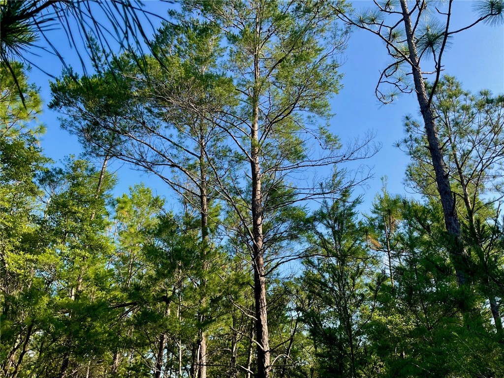 Pinetree Lane Defuniak Springs FL 32433 U8244892 image35