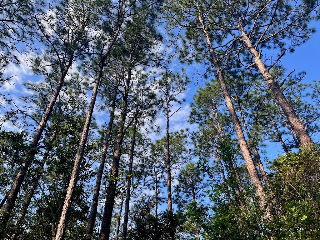 Pinetree Lane Defuniak Springs FL 32433 U8244892 image36