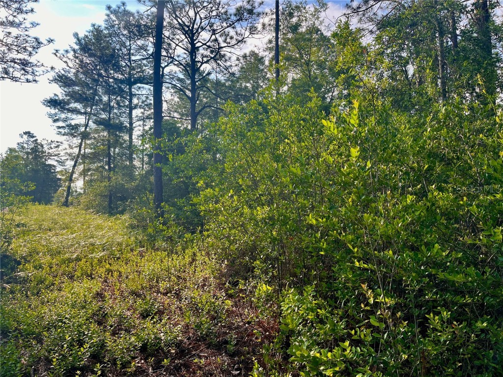 Pinetree Lane Defuniak Springs FL 32433 U8244892 image9