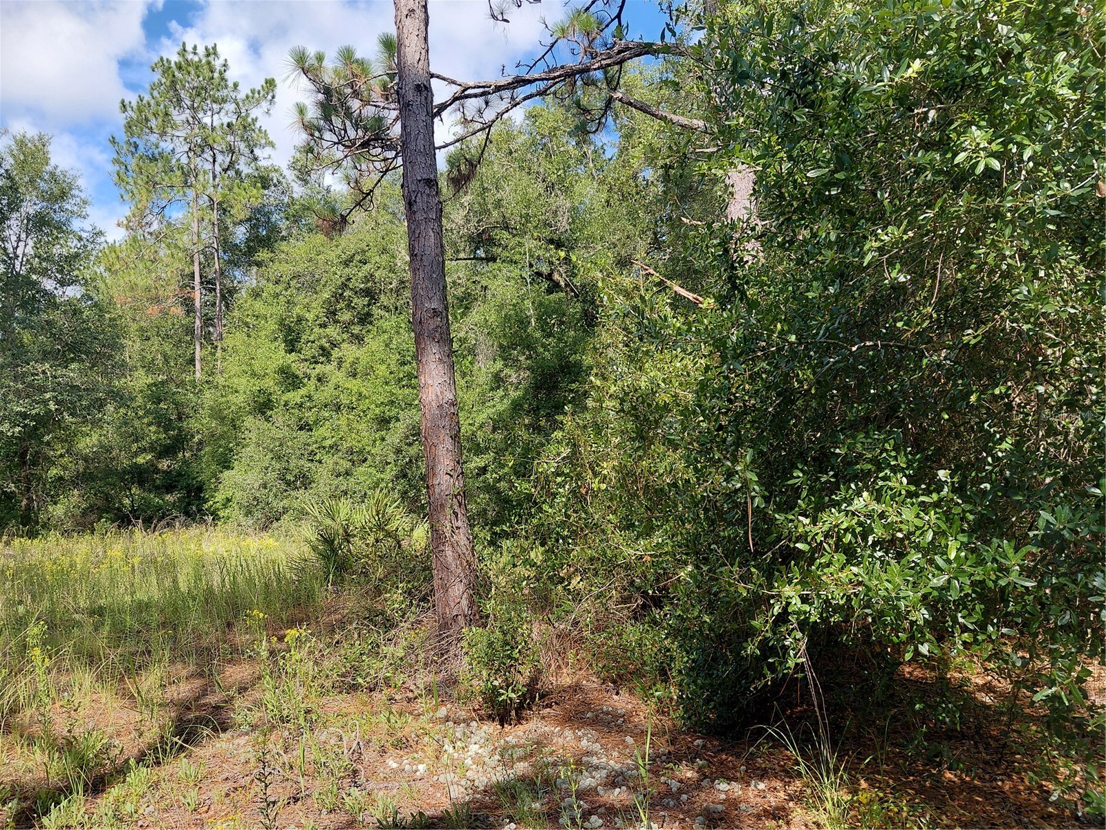 Pinon Drive Webster FL 33597 G5114760 image13
