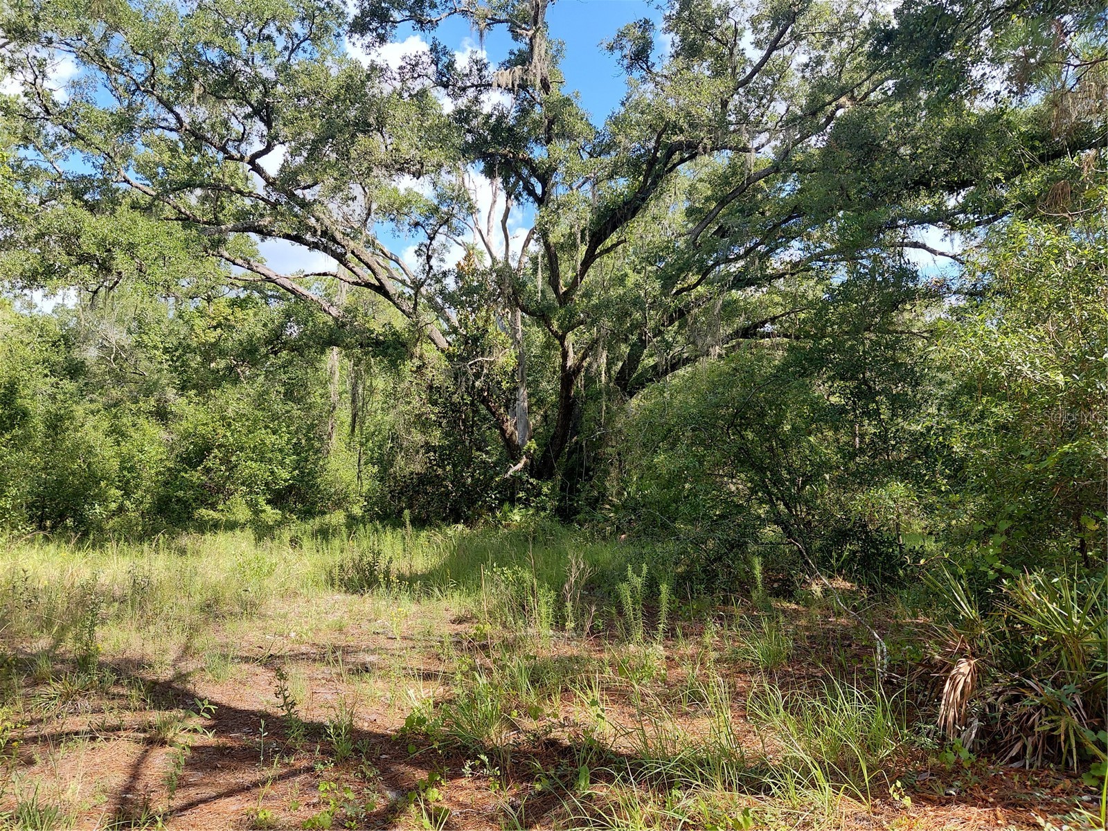 Pinon Drive Webster FL 33597 G5114760 image5