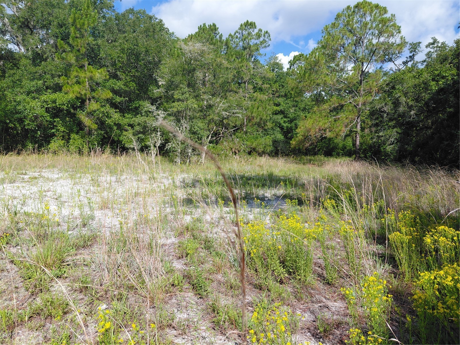 Pinon Drive Webster FL 33597 G5114760 image6