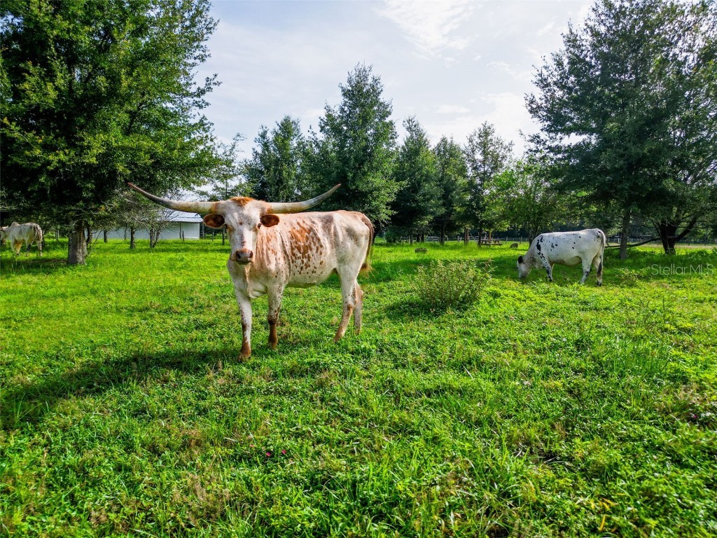 Powerline Road Dade City FL 33523 TB8410967 image10