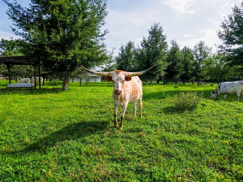 Powerline Road Dade City FL 33523 TB8410967 image8