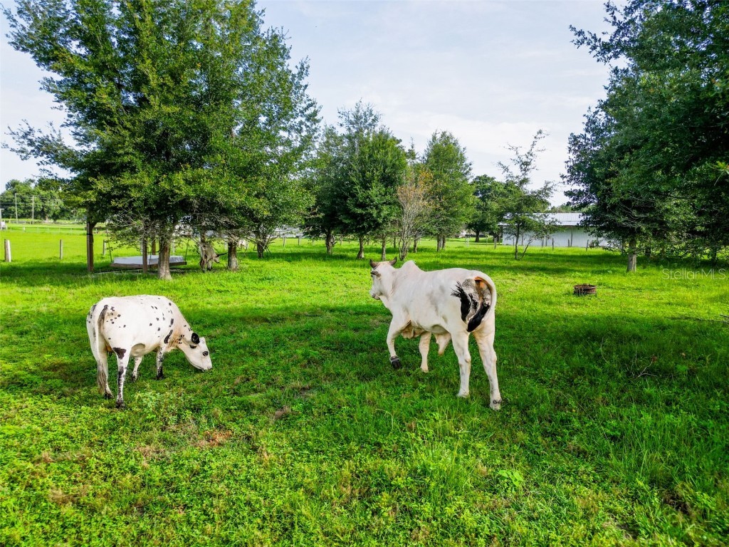 Powerline Road Dade City FL 33523 TB8410967 image9