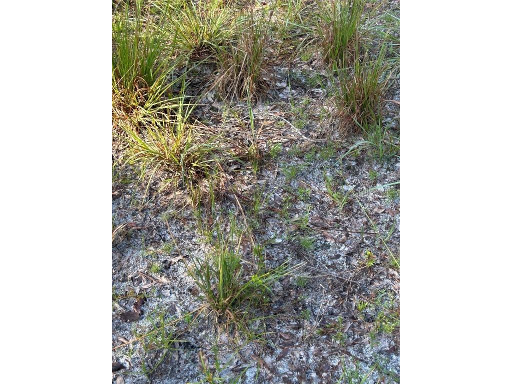 Quail Hollow Blvd Boulevard Wesley Chapel FL 33544 TB8417062 image4