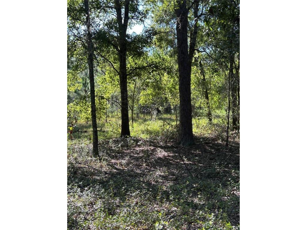 Quail Hollow Blvd Boulevard Wesley Chapel FL 33544 TB8417062 image5