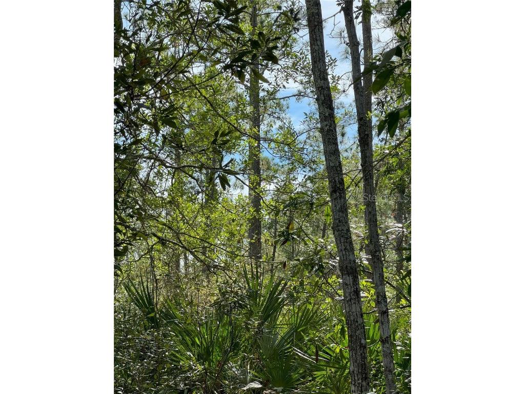 Quail Nest Lane New Smyrna Beach FL 32168 FC296423 image1