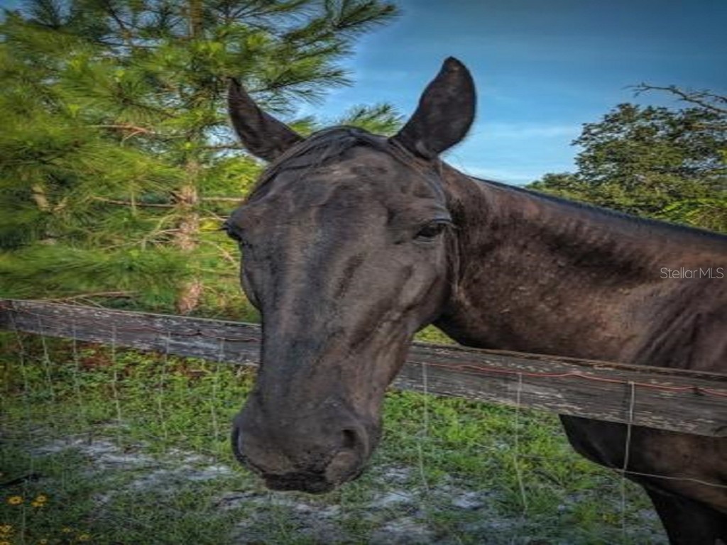 Quince Avenue Eustis FL 32736 O6062663 image6