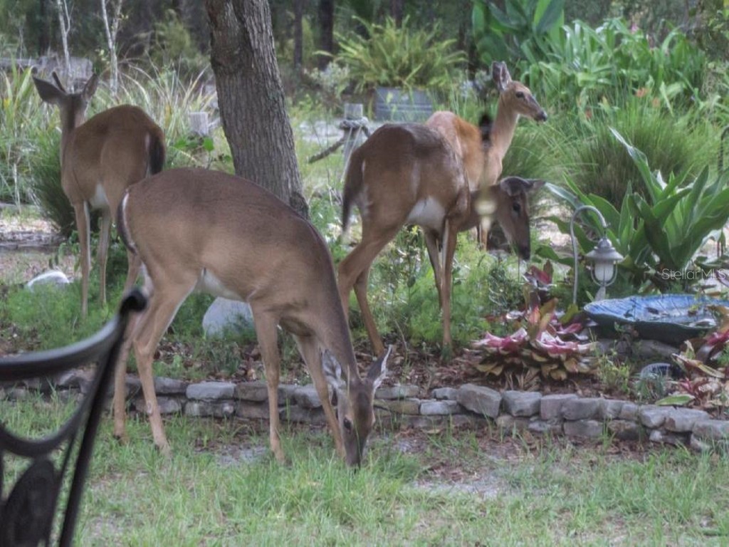 Quince Avenue Eustis FL 32736 O6062663 image9