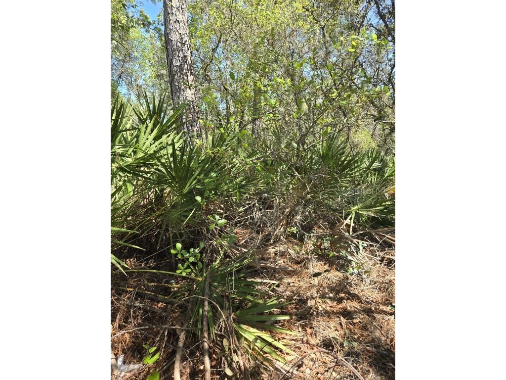 Rainbow Court Poinciana FL 34759 S5122792 image8