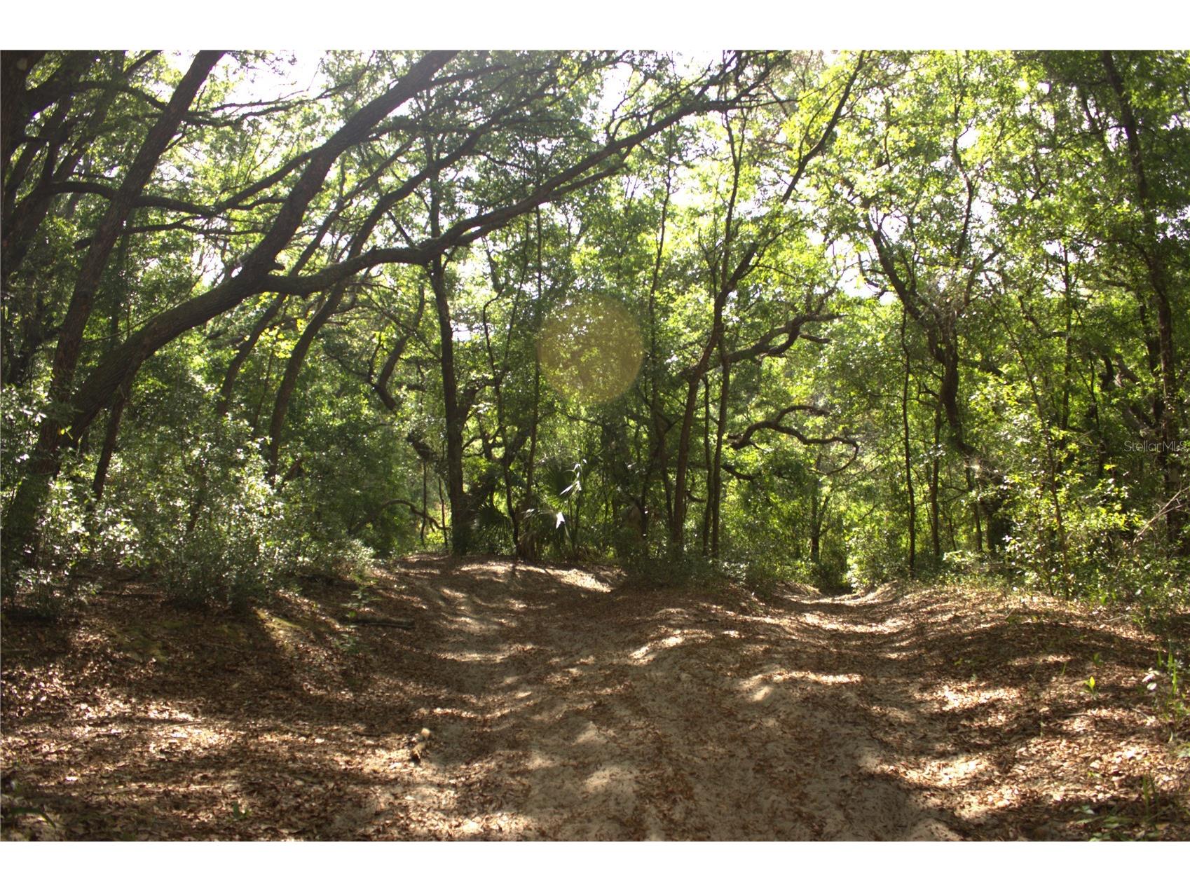Redbud Road Lady Lake FL 32159 OM722744 image3