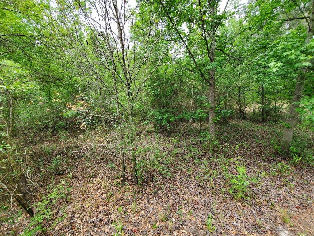 Ringwalt Drive Dade City FL 33523 TB8329168 image12