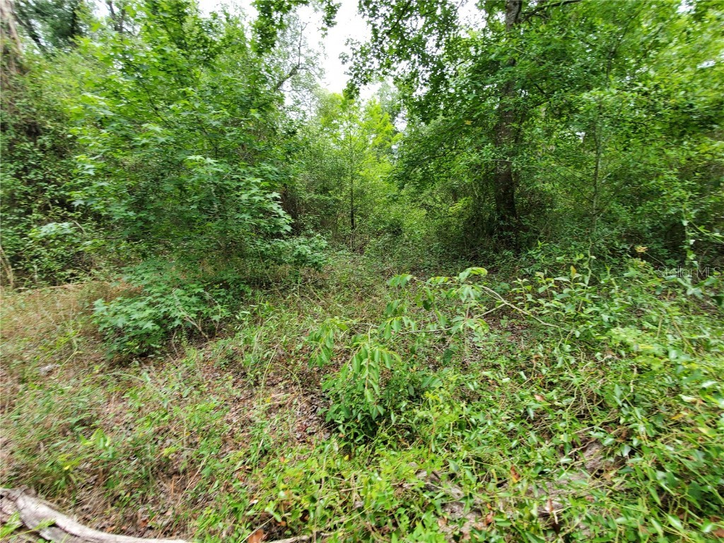 Ringwalt Drive Dade City FL 33523 TB8329168 image13