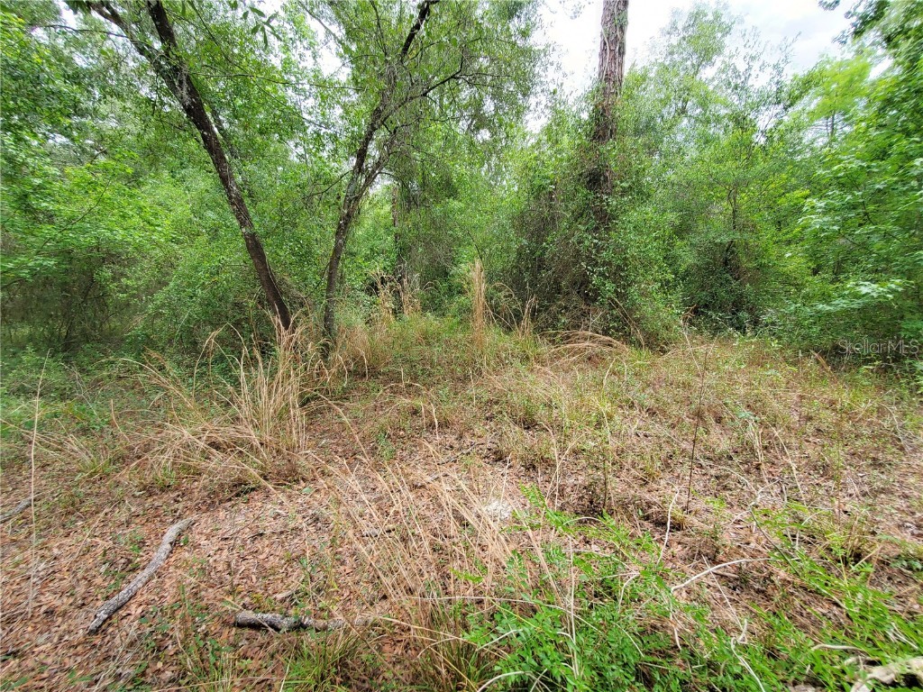 Ringwalt Drive Dade City FL 33523 TB8329168 image14