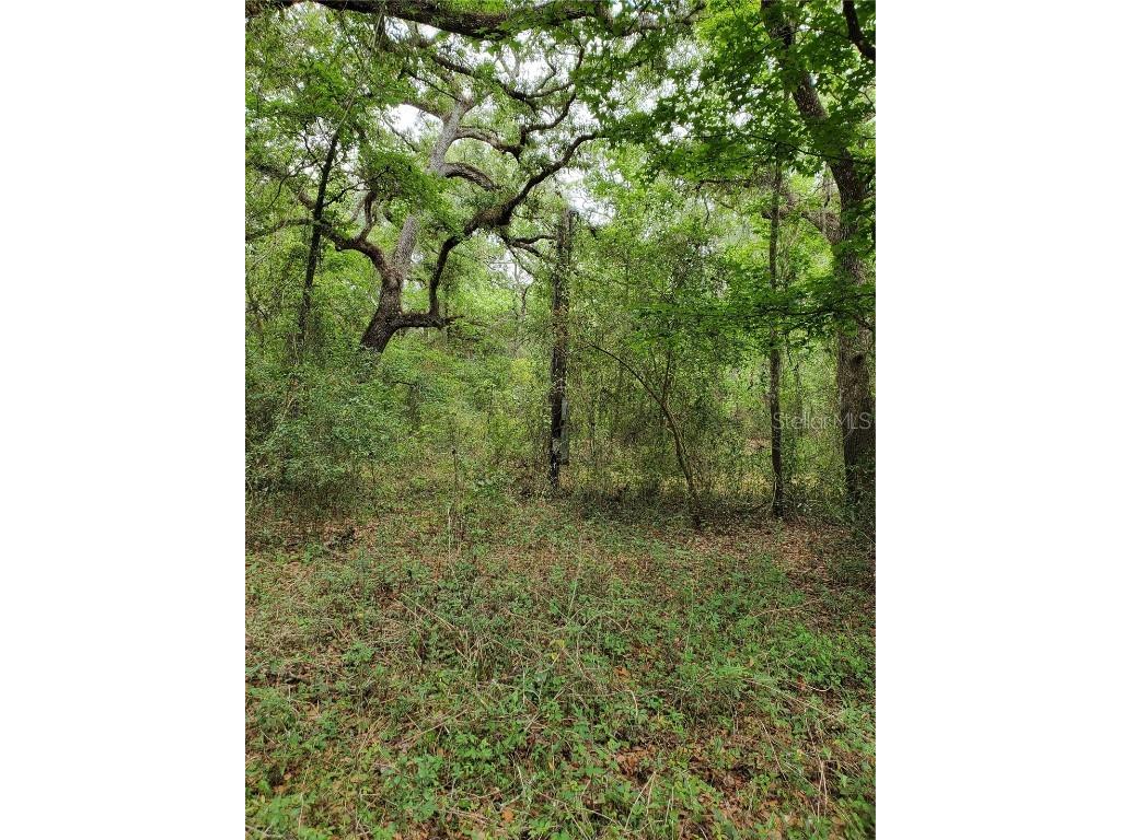 Ringwalt Drive Dade City FL 33523 TB8329168 image15