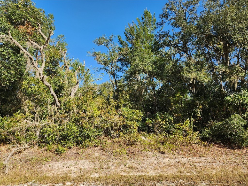 Riverstone Street Webster FL 33597 OM688774 image1