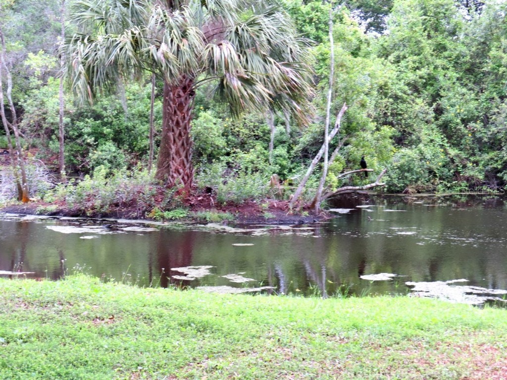 Roberts Road Palm Harbor FL 34683 TB8348521 image10