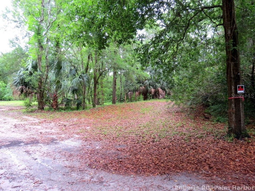 Roberts Road Palm Harbor FL 34683 TB8348521 image9