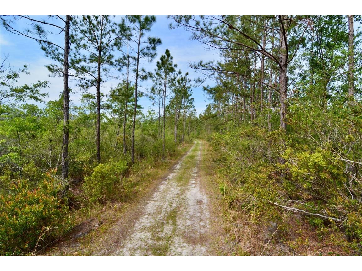 Rock Island Road Perry FL 32347 OM700564 image10