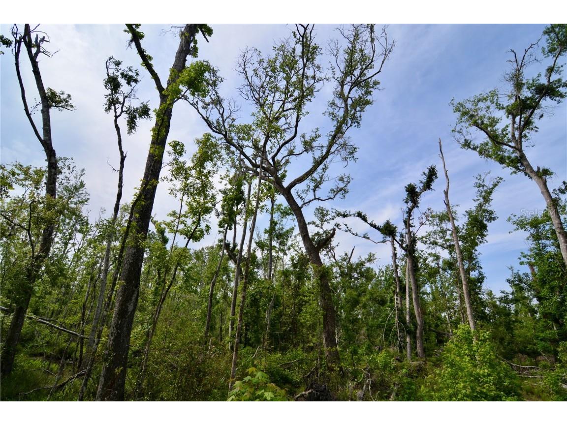 Rock Island Road Perry FL 32347 OM700564 image13