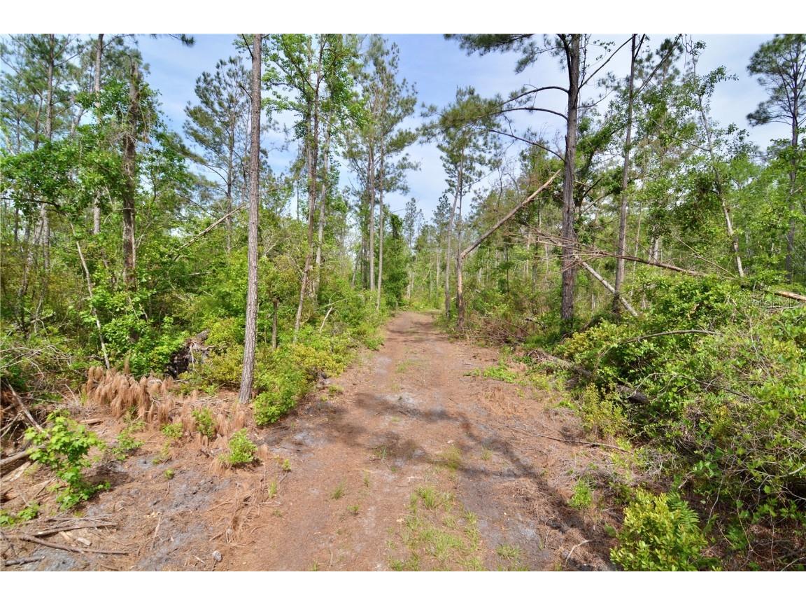 Rock Island Road Perry FL 32347 OM700564 image18