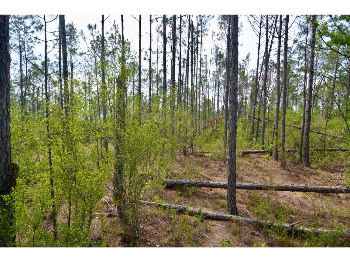 Rock Island Road Perry FL 32347 OM700564 image48