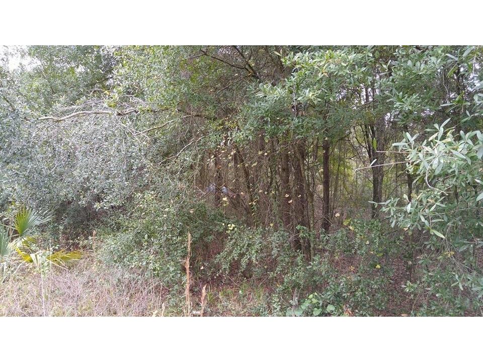 Rolling Meadow Land O Lakes FL 34639 TB8457749 image1