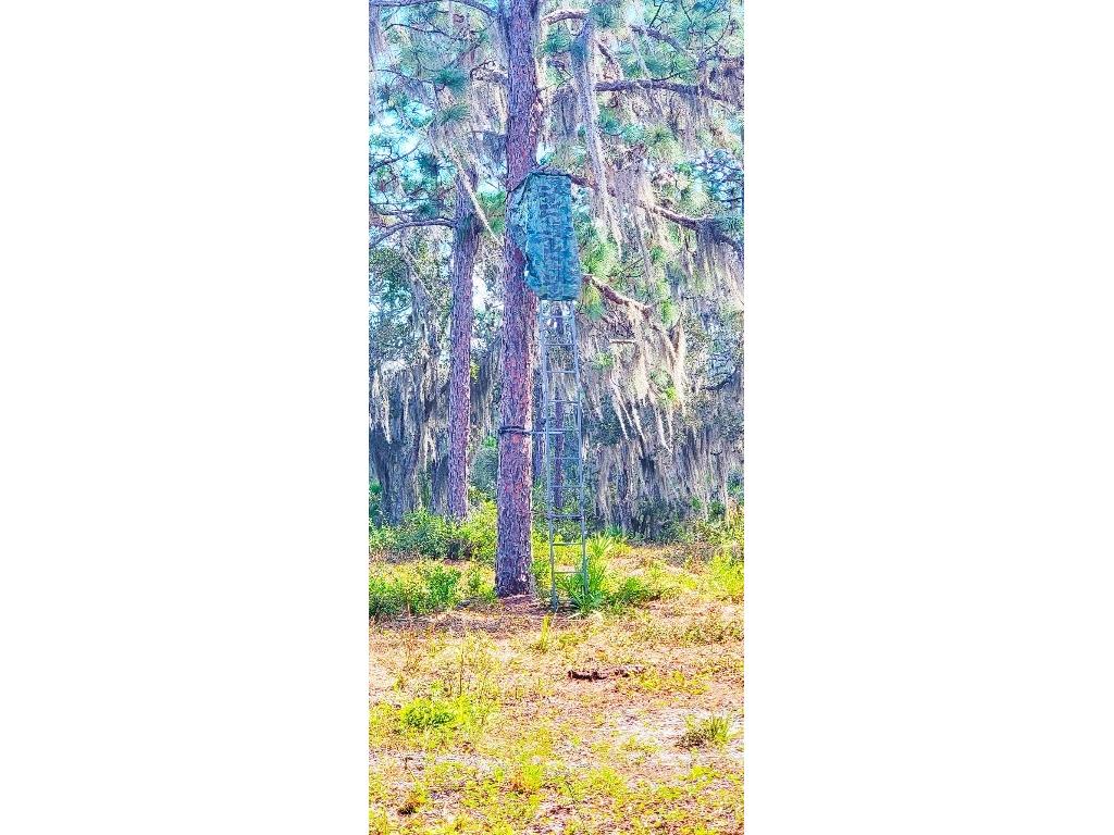 Rosalie Lake Road Lake Wales FL 33898 P4936825 image7