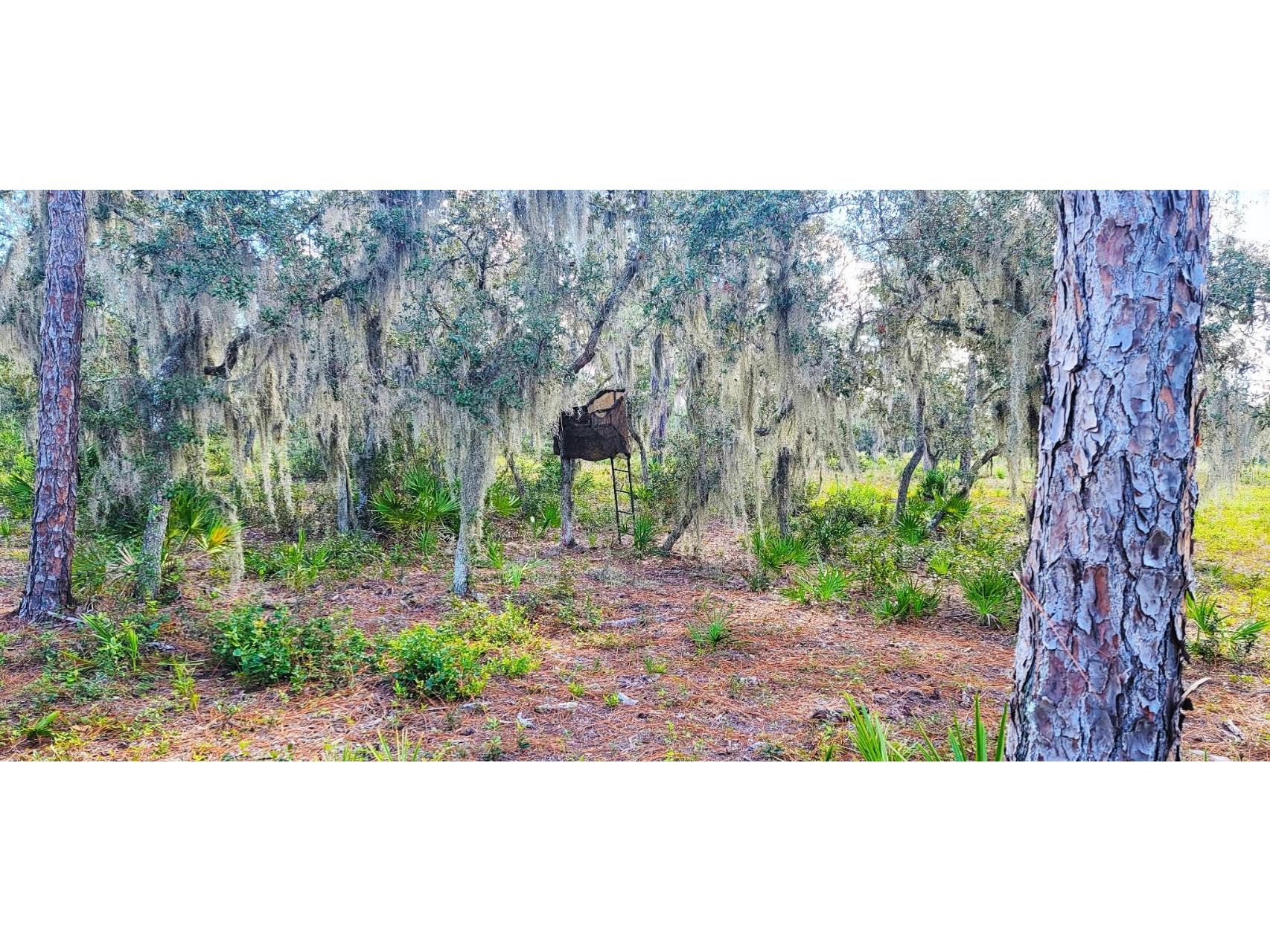 Rosalie Lake Road Lake Wales FL 33898 P4936825 image8