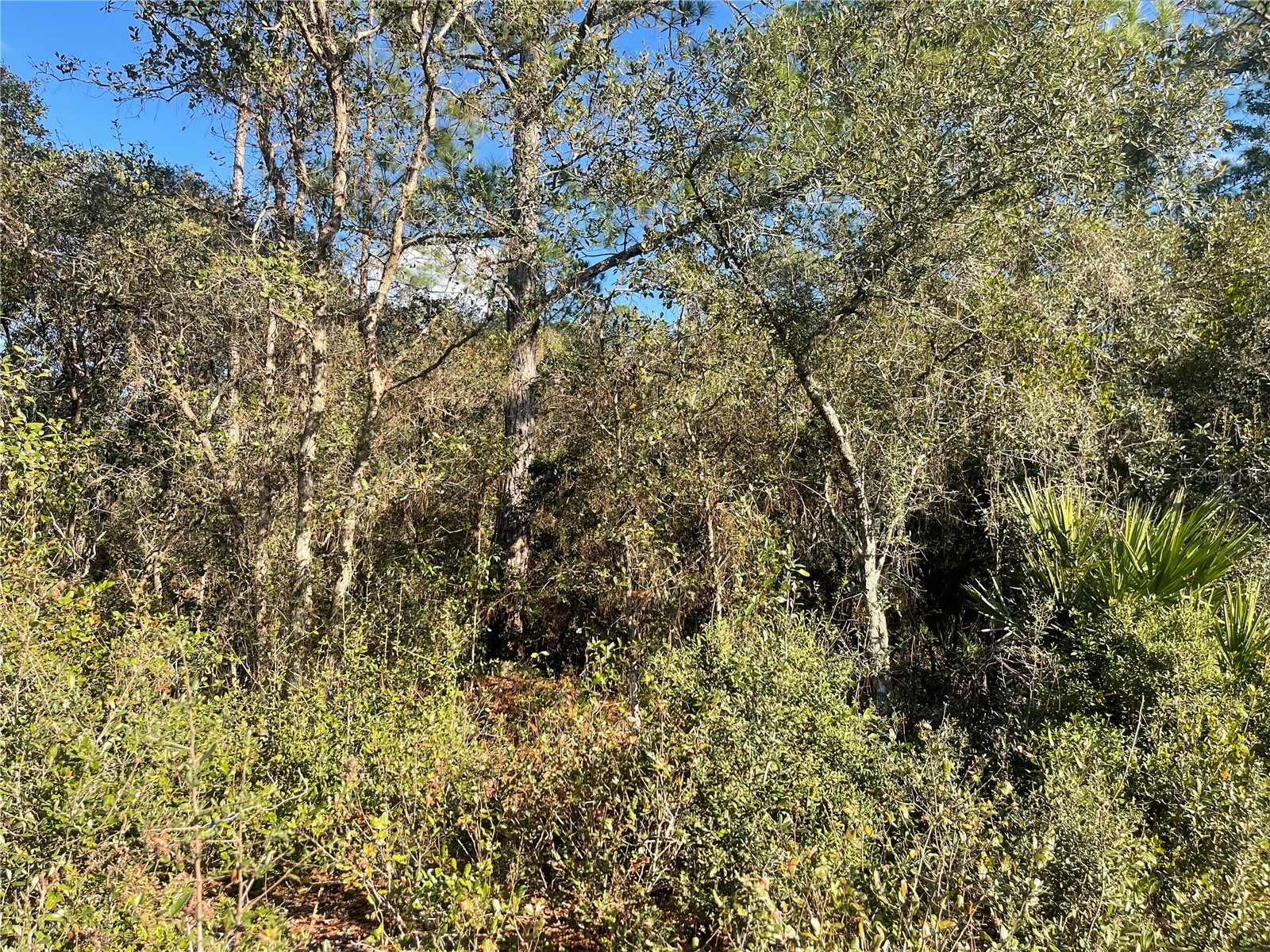 Rose Bud Drive Deland FL 32720 O6374821 image3